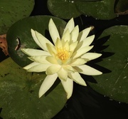 14th Aug 2022 - Another Waterlily