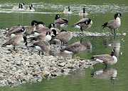 21st Aug 2022 - Canada Geese