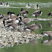 Canada Geese by fishers