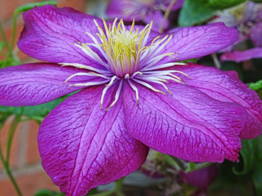 Asian Virginsbower clematis by marianj