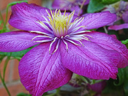 10th Aug 2022 - Asian Virginsbower clematis
