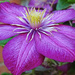 Asian Virginsbower clematis by marianj