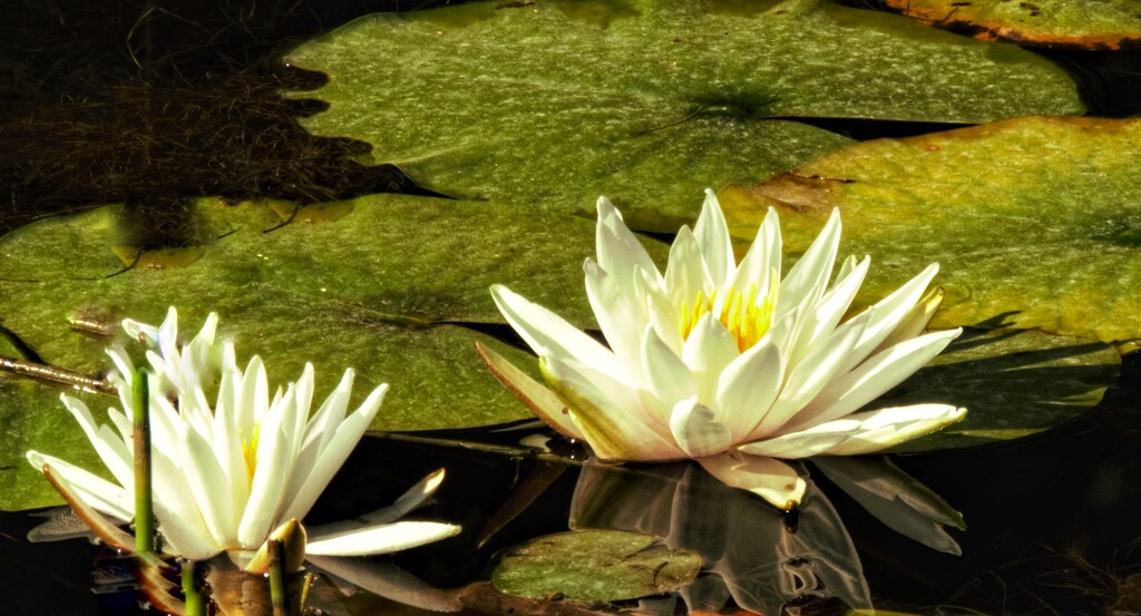 Water Lilies by radiogirl