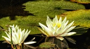 20th Aug 2022 - Water Lilies