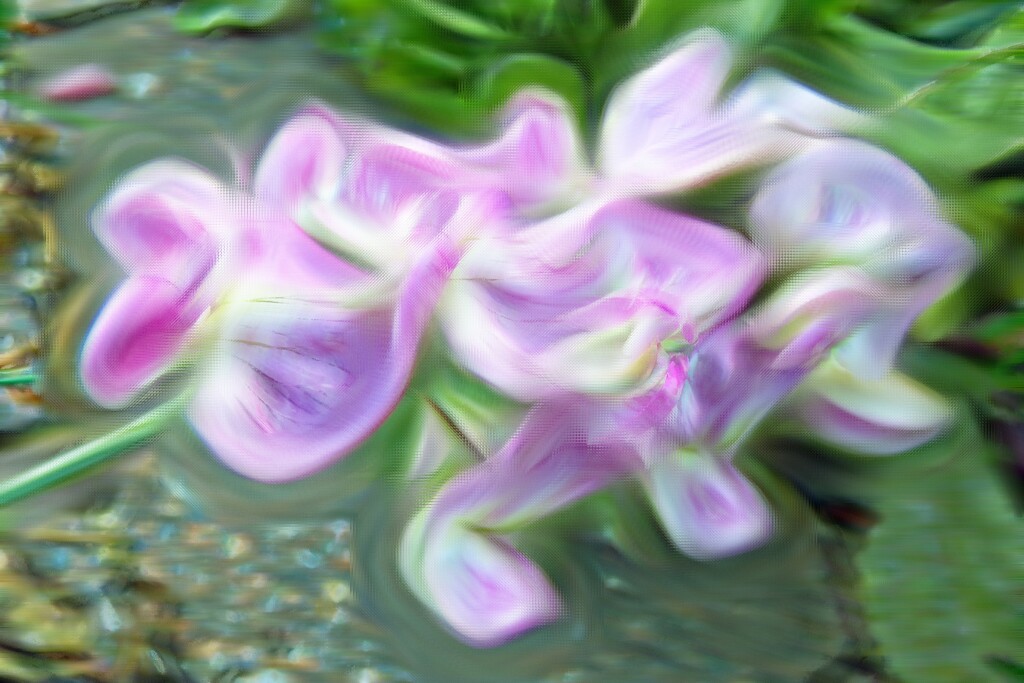 Abstract- 22-Sweet-peas by beryl