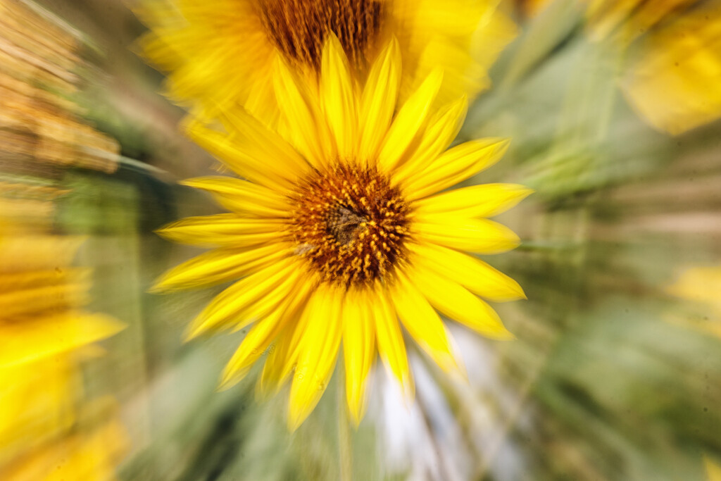 zoom burst sunflower by aecasey