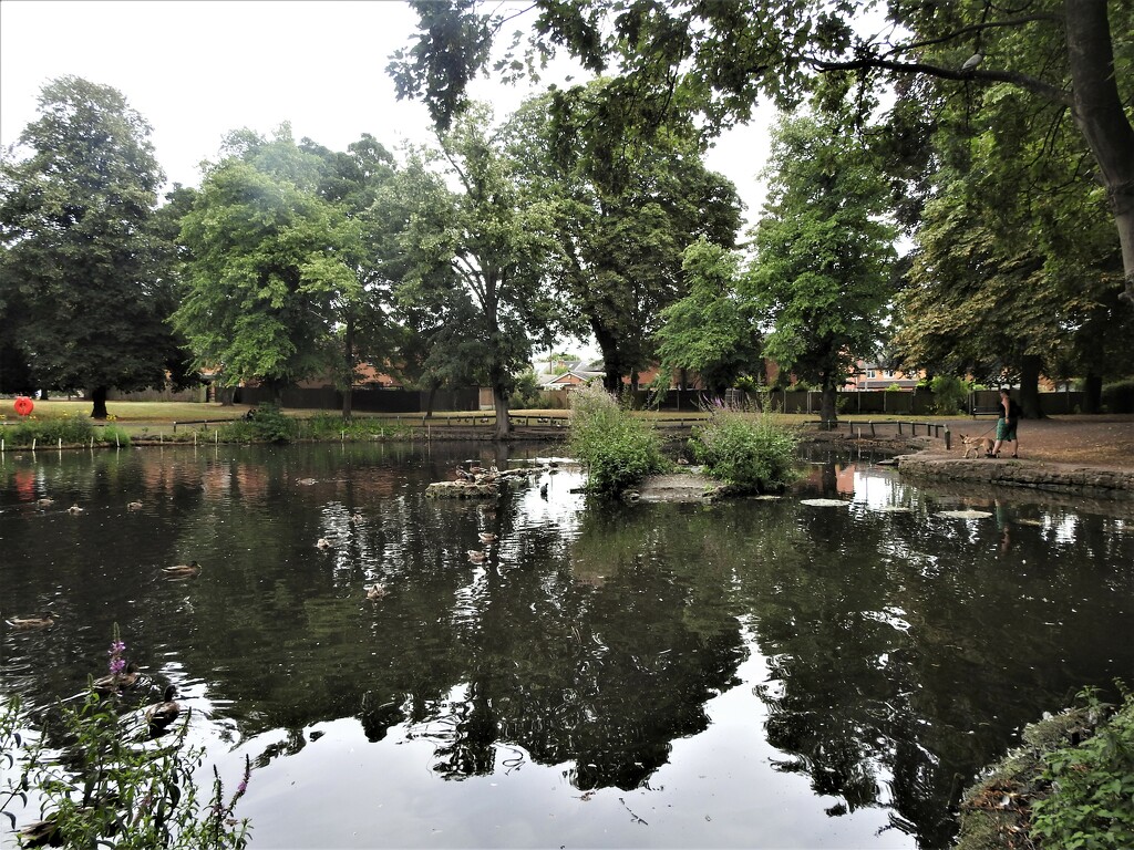 Pond in Vernon Park by oldjosh