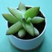 Hardy succulent by dianemhall