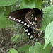 spicebush swallowtail  by wiesnerbeth