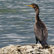 21st Aug 2022 - double-crested cormorant