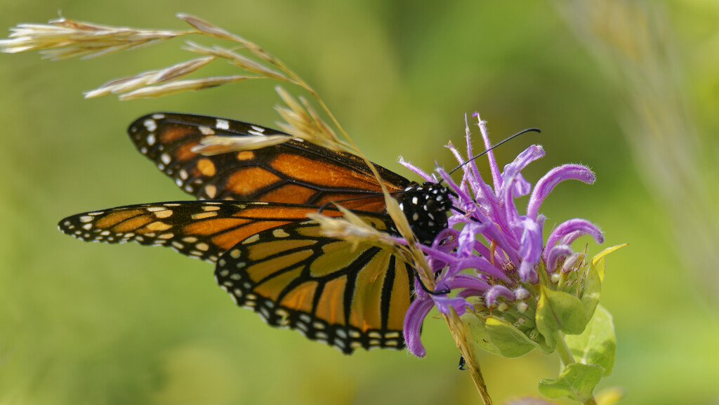 monarch and wild bergamot by rminer