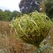 Wild carrot by 365projectorgjoworboys