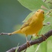232-365 yellow bird by slaabs