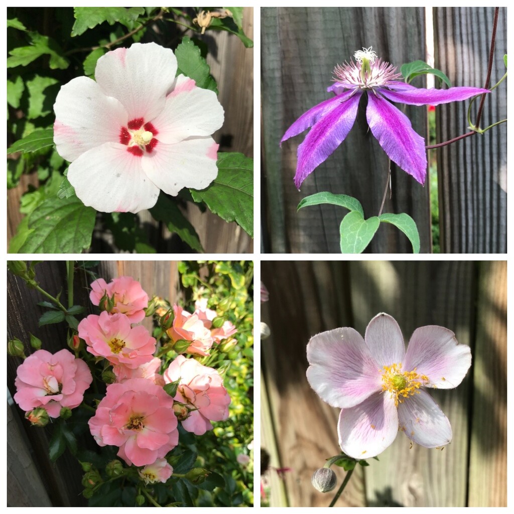 More Backyard Beauties by allie912