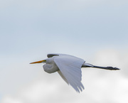 21st Aug 2022 - Great Egret Flyby