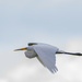 Great Egret Flyby by cwbill