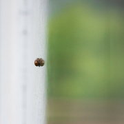 22nd Aug 2022 - Teeny Tiny Snail