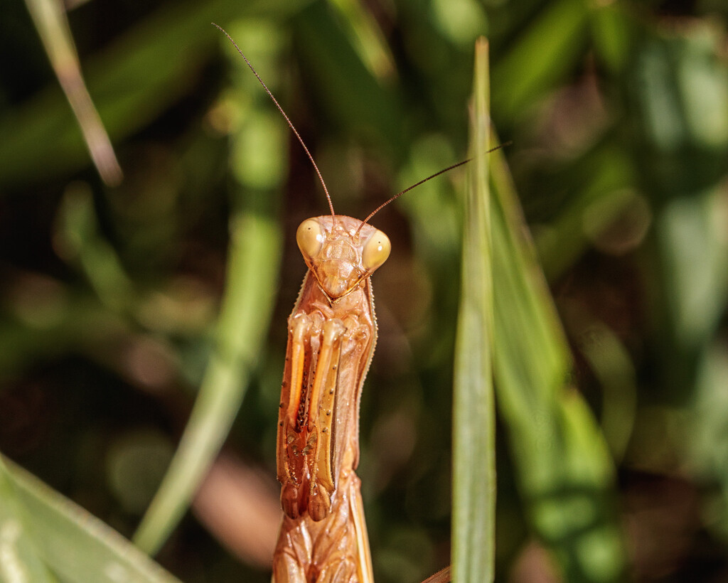 brown mantis by aecasey