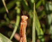 18th Aug 2022 - brown mantis