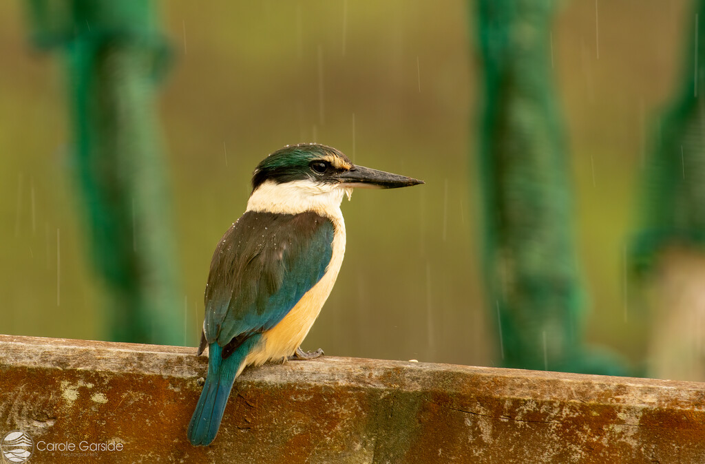 Wet Kingfisher by yorkshirekiwi