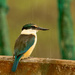 Wet Kingfisher by yorkshirekiwi
