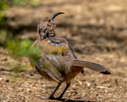 21st Aug 2022 - Thrashed looking California Thrasher