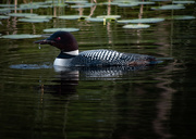 18th Aug 2022 - Common loon