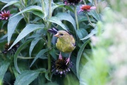 15th Aug 2022 - Goldfinch