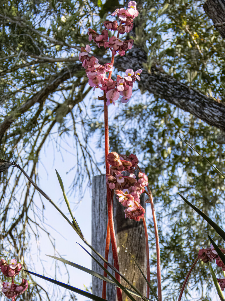 begonia height by koalagardens