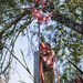 begonia height by koalagardens