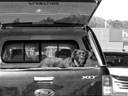 22nd Aug 2022 - dogs in cars