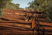 16th Aug 2022 - Termites on the fence line