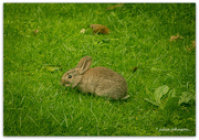 22nd Aug 2022 - Peter Rabbit..