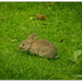 Peter Rabbit.. by julzmaioro