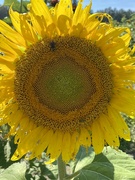 9th Aug 2022 - Bee on Sunflower