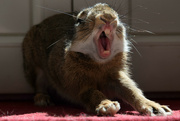 20th Aug 2022 - Bunny's yawn