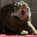 Bunny's yawn by parisouailleurs