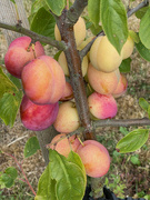 22nd Aug 2022 - Victoria Plums