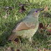 Female Satin Bowerbird by bugsy365