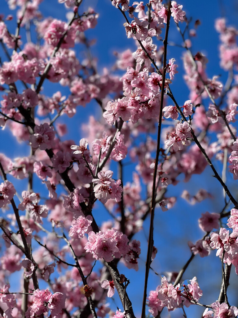 Cherry blossom in Australia by lisasavill