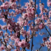 Cherry blossom in Australia by lisasavill