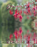 22nd Aug 2022 - Fuchsia Reflection