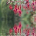 Fuchsia Reflection by philm666