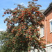Rowan Tree  by oldjosh