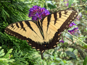 5th Aug 2022 - Eastern Tiger Swallowtail