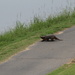 Aug 22 Confused Snapping Turtle IMG_7243A by georgegailmcdowellcom