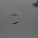 Aug 18 Green Heron in flight IMG_7109A by georgegailmcdowellcom