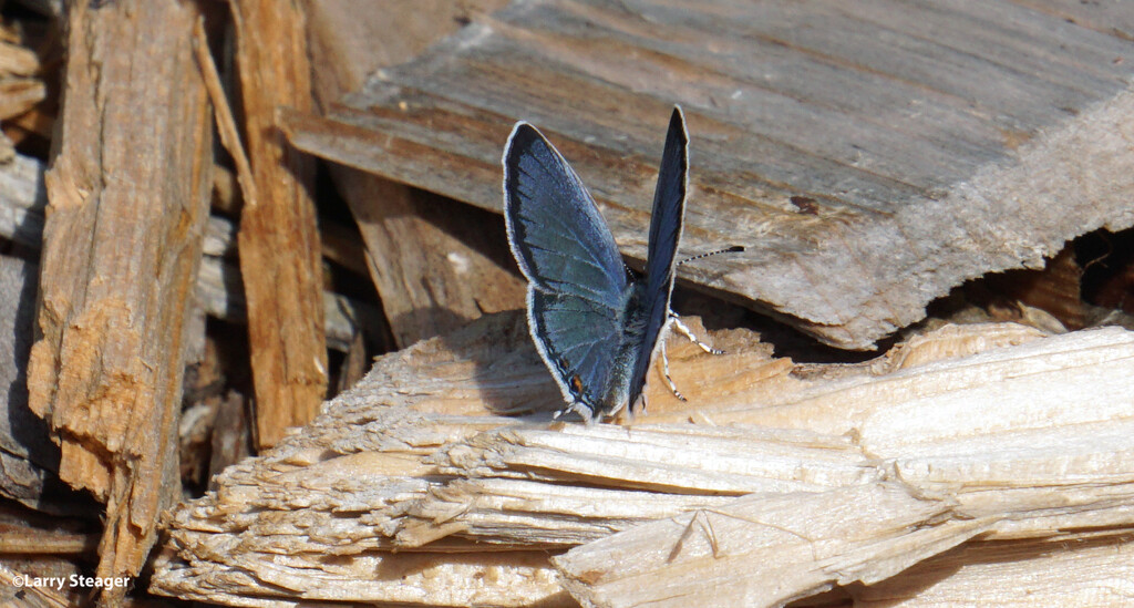 Eastern tailed-blue 1 Wings open. by larrysphotos