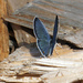 Eastern tailed-blue 1 Wings open. by larrysphotos