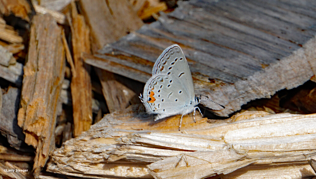 Eastern tailed-blue wings closed by larrysphotos